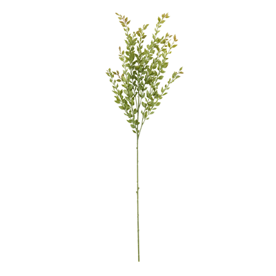 BR155 Acacia Stem | Rental BR155 Acacia Stem | Rental