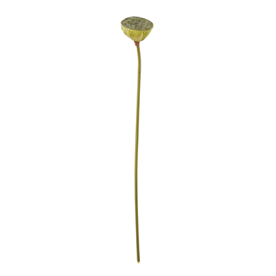 BR219 Lotus Pod | Rental BR219 Lotus Pod | Rental