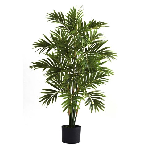 3’ Areca Palm Tree | Rental