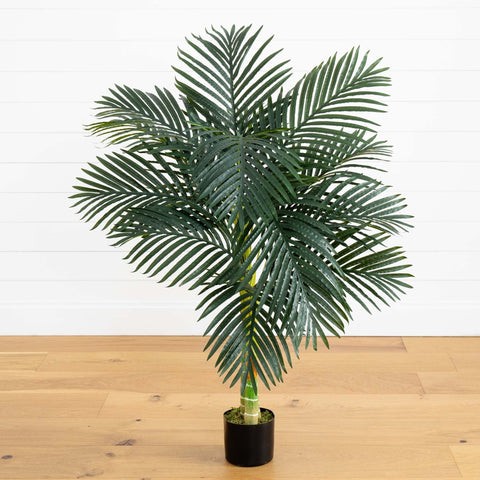 4’ Golden Cane Palm Tree | Rental
