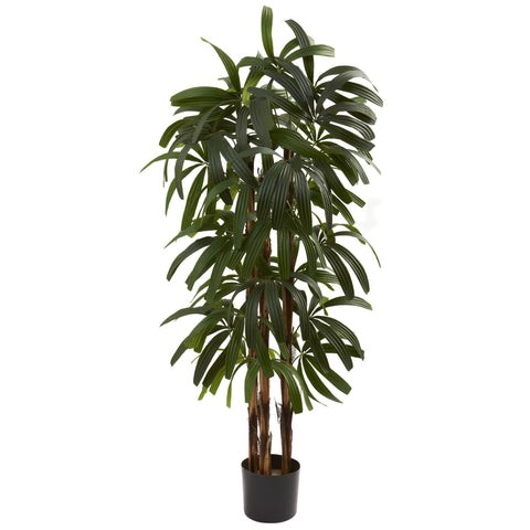 4’ Raphis Palm Tree | Rental