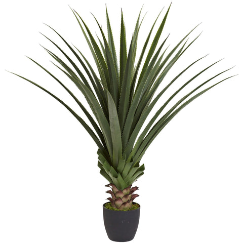4’ Spiked Agave Plant | Rental 4’ Spiked Agave Plant | Rental