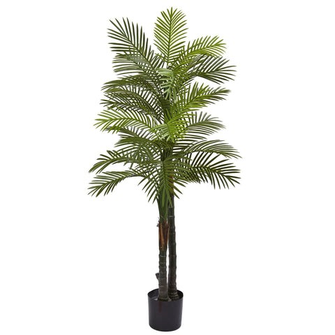 5.5’ Double Robellini Palm Tree UV Resistant (Indoor/Outdoor) | Rental