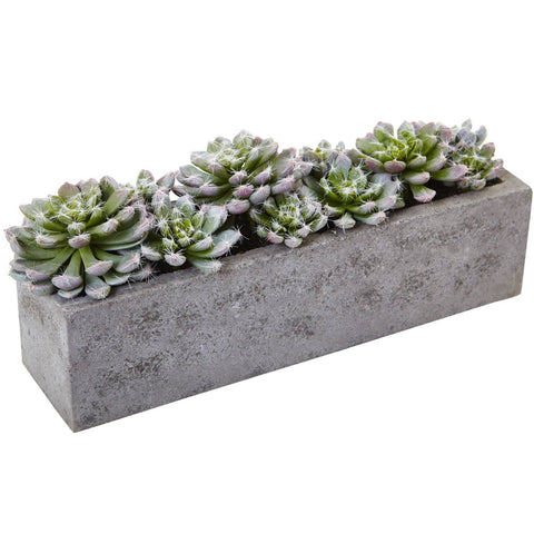 5.5” Succulent Garden w/Textured Concrete Planter | Rental 5.5” Succulent Garden w/Textured Concrete Planter | Rental