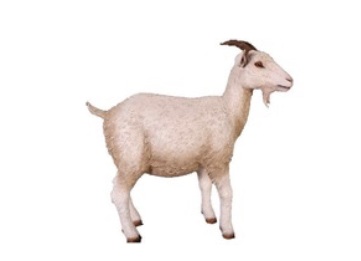 Goat | Rental