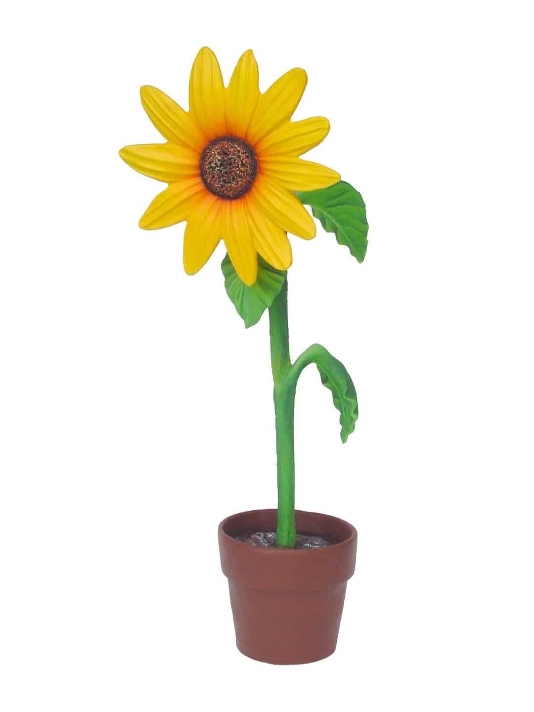 Mini Sun Flower | Rental Mini Sun Flower | Rental