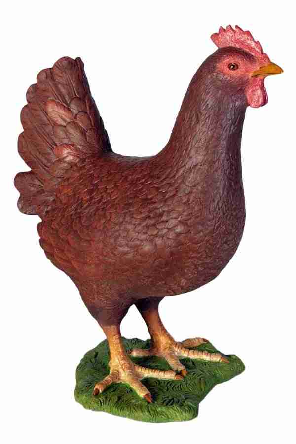 Red Chicken Hen | Rental Red Chicken Hen | Rental