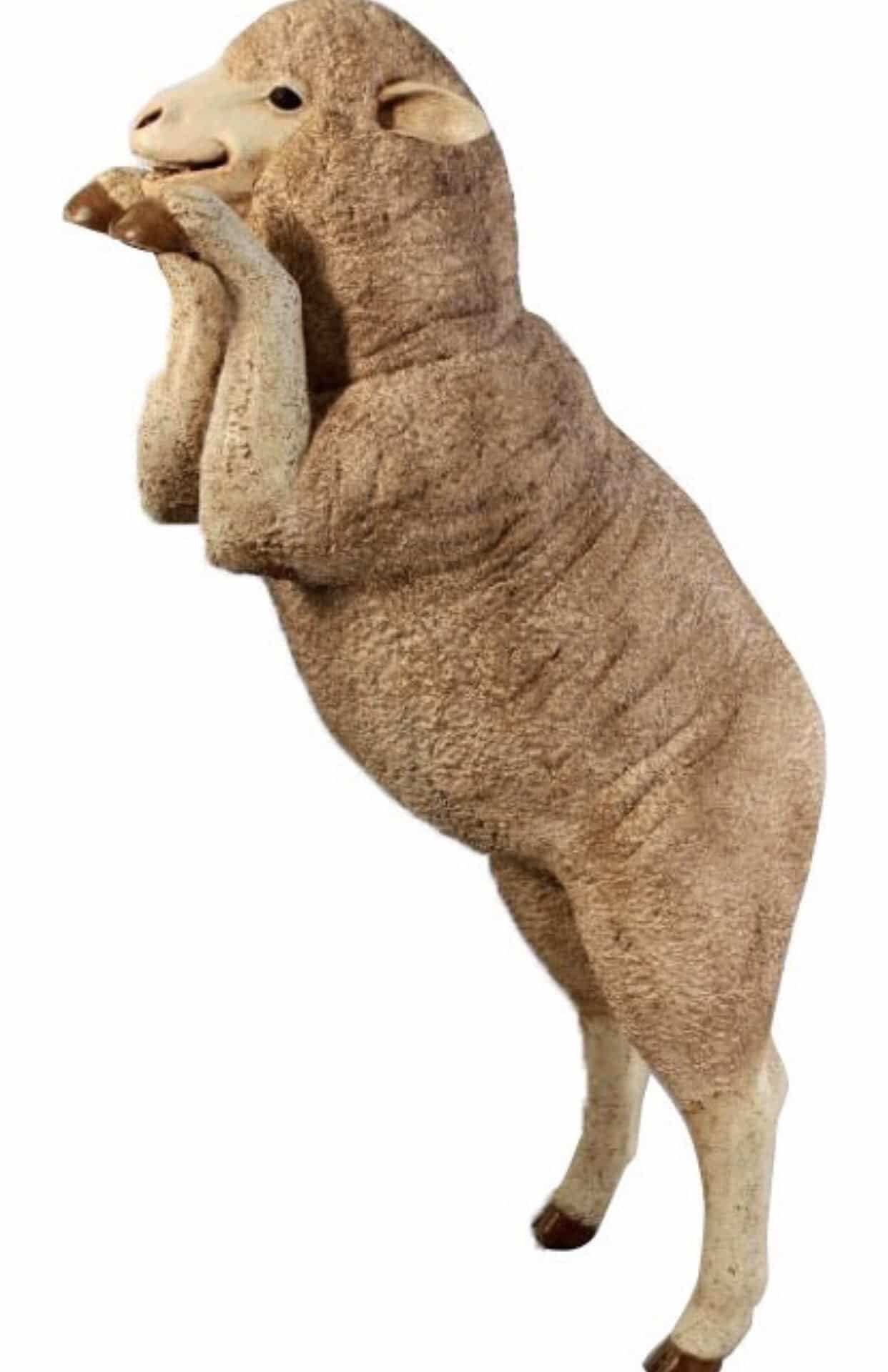Standing Sheep | Rental Standing Sheep | Rental