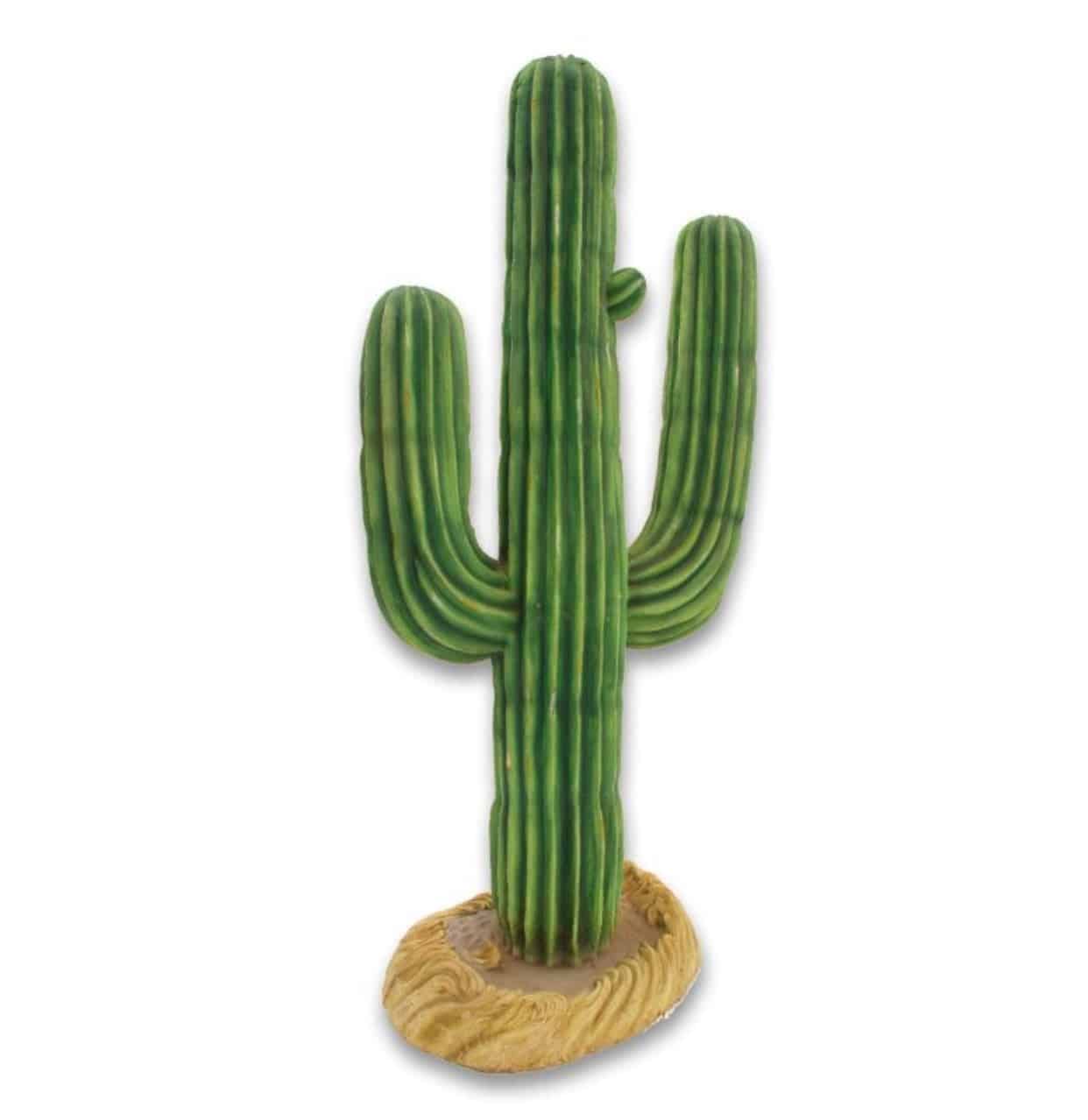 Western Cactus | Rental