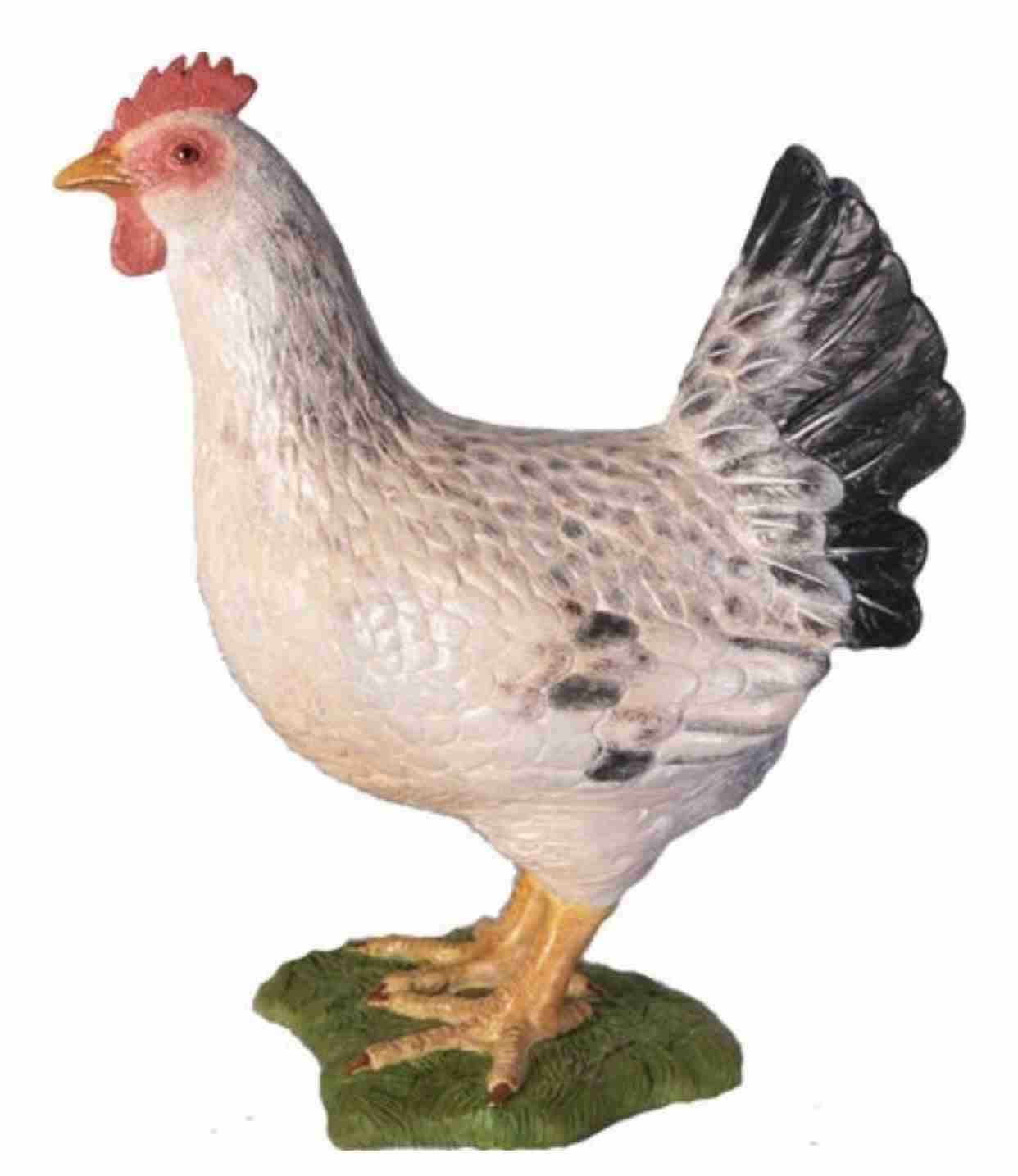 White Chicken Hen | Rental
